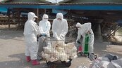屏東里港蛋雞通報禽流感確診　1.3萬多隻蛋雞被撲殺