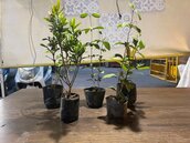 響應植樹月！中市環保局號召種樹減碳「回收換肥換苗」