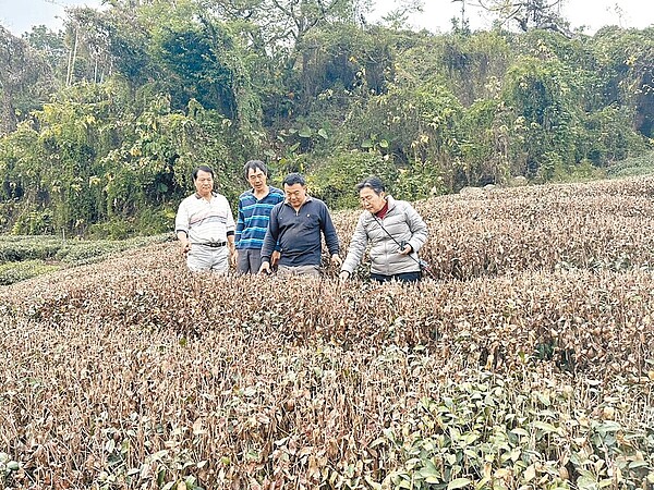樟湖村茶樹枯死嚴重,古坑鄉長林慧如(右一)在茶農、村長陪同下勘查。(古坑鄉公所提供/周麗蘭雲林傳真)