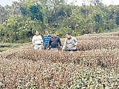 久旱不雨茶園枯黃　雲林春茶銳減8成