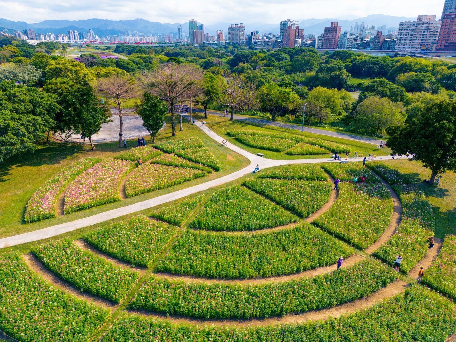水利處籲民眾把握最佳賞花期。圖／台北市水利處提供