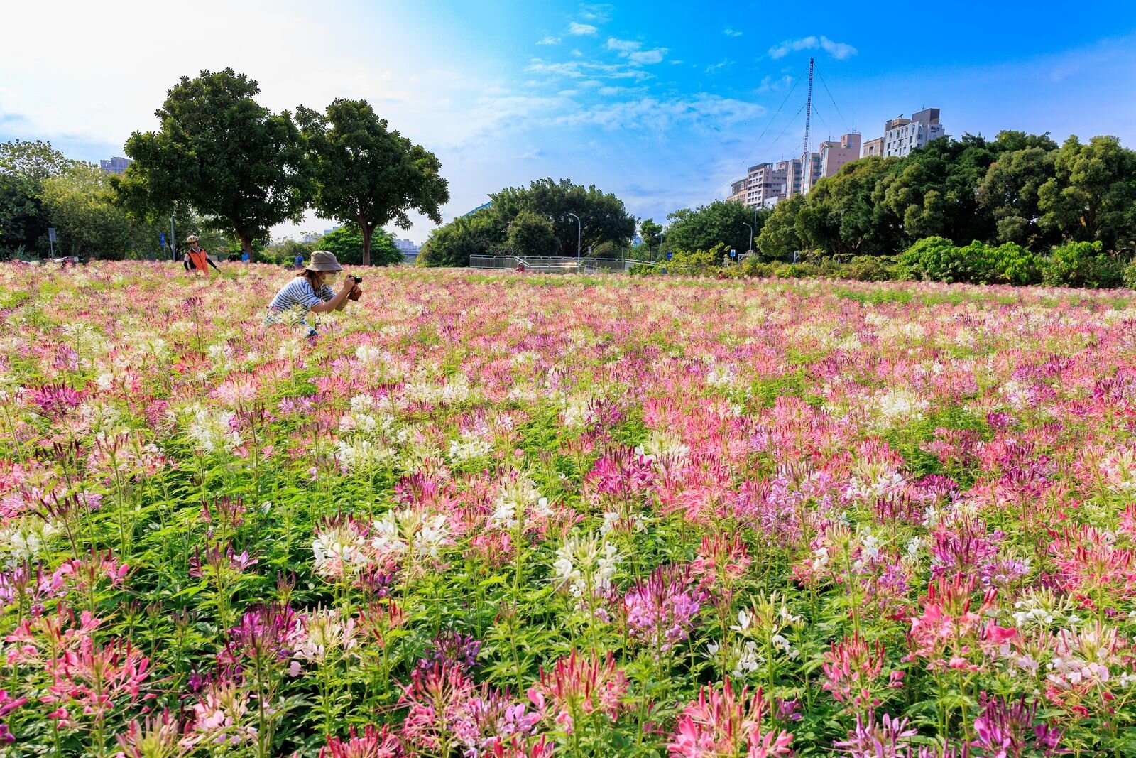 古亭河濱公園醉蝶花海。圖／台北市水利處提供