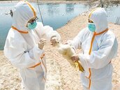 可禽傳人　金門爆首例H9N2禽流感