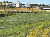 高雄河床長滿布袋蓮　水利局忙清淤