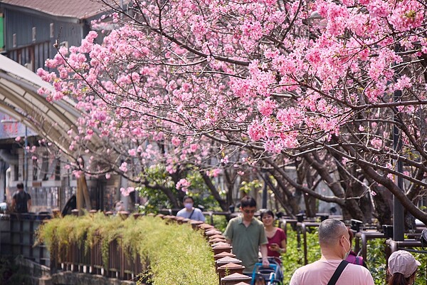 土城希望之河搭捷運就能看櫻花海。圖／新北市景觀處提供