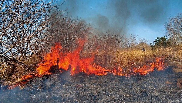 公墓火警常危及保安林地，東勢處將在清水區辦理金紙集中焚燒活動。圖／東勢處提供