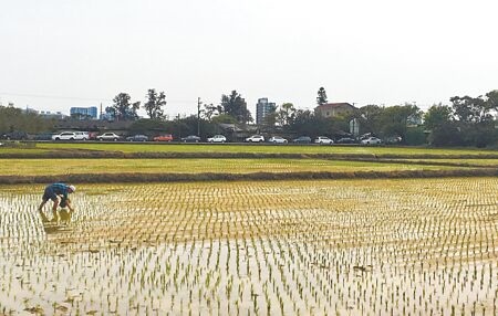 
桃園1期稻作整田期結束，石門水庫農業供灌減少，預計至5月底可穩定供水。（呂筱蟬攝）
