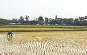 桃竹1期稻作　6月前可穩定供水