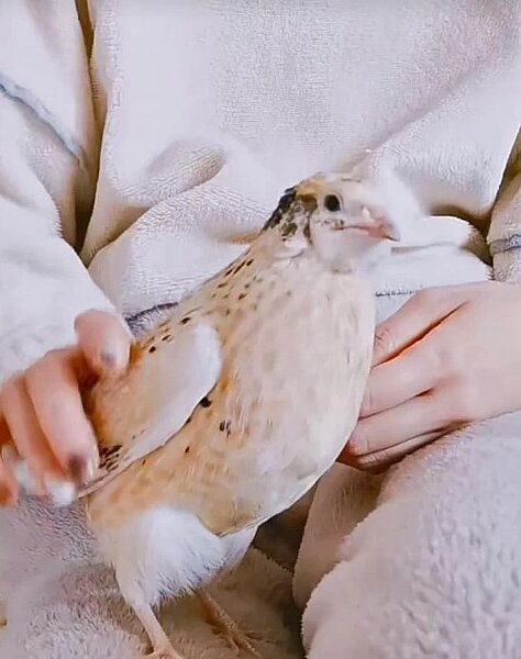 缺蛋風潮讓台灣興起在家養迷你雞的風潮,圖為鵪鶉。圖/讀者提供