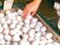 最新雞蛋產銷資訊曝！產蛋雞增67萬隻、日供11.2萬箱