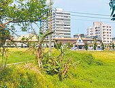 香山高中步步驚心　竹市府將建通學道路