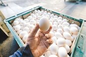 彌補短期雞蛋缺口　進口蛋救援 4、5月各逾3千萬顆
