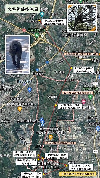 傳出有狒狒脫逃至桃園市平鎮區,里長繪製逃脫路線呼籲民眾小心。圖/取自黃志杰臉書