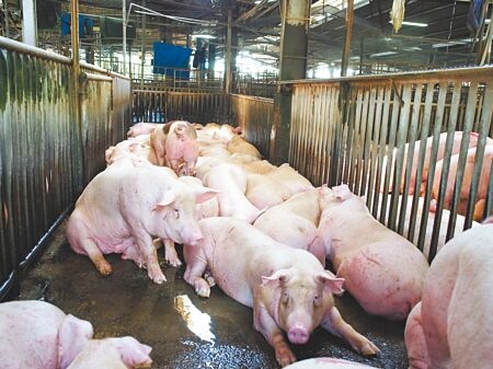 
雲林肉品市場豬肉拍賣價飆破每公斤90元，清明前後可能還會漲。（本報資料照片）
