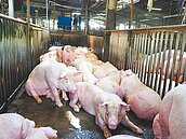 回不去了　豬肉拍賣價飆破每公斤90元