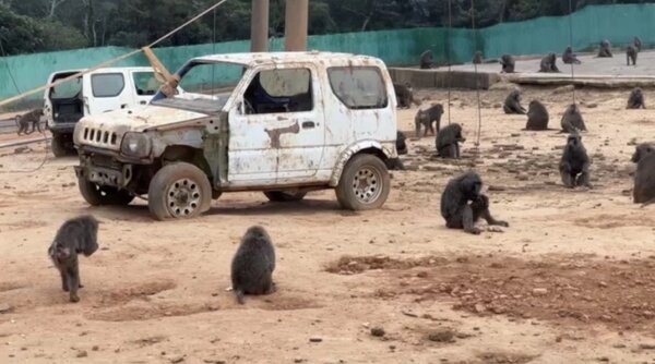 六福村東非狒狒證實比原先列管數量多1隻，園方解釋是因有寶寶出生。記者巫鴻瑋／翻攝
