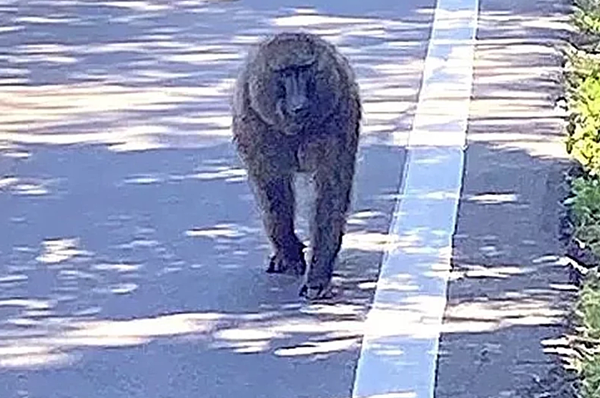 狒狒出沒桃園市，近兩周來從平鎮逃竄至新屋，民間兩度圍捕失敗，地方人心惶惶，擔心遭攻擊。傳出狒狒是從新竹六福村逃脫，但遭園方否認，桃園市農業局懷疑，可能有民眾未登記私養。圖／翻攝自臉書「我是中壢人」