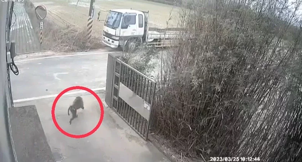 稍早臉書我是富岡人有民眾PO出上午10時許於楊梅民生街338巷的監視器畫面，只見狒狒沿著圍牆爬，嘴巴更叼著一個東西，在竄逃。圖／取自臉書我是富岡人
