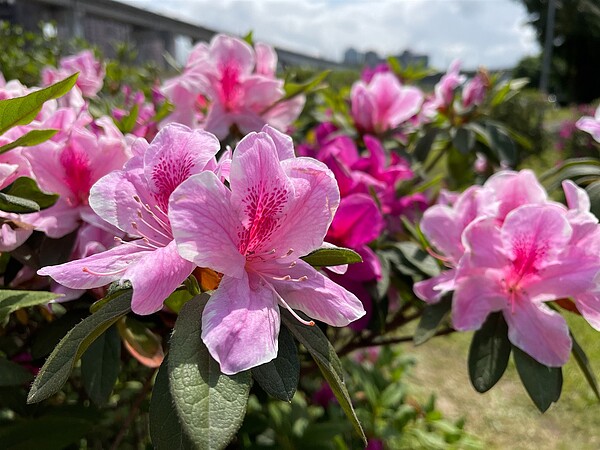 新北大都會荷花公園杜鵑花盛開中。圖/新北市高灘處提供