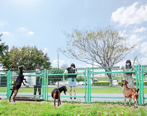 荷花公園附近熱門景點「親水公園羊咩咩的家」。圖/新北市高灘處提供