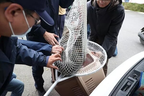 狒狒大奔逃多日後,在富岡一民宅抓到了。記者陳正興/攝影