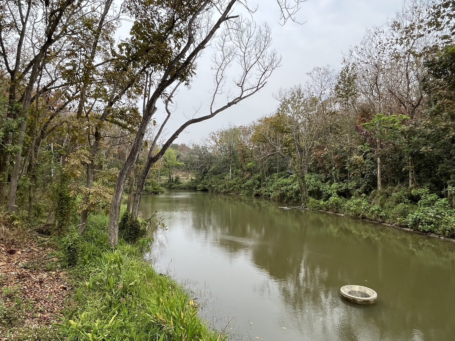 新化林場在水土保持局協助清淤下，恢復大目降埤農塘，在枯水期維持了整座森林的生態系。記者吳淑玲／攝影 