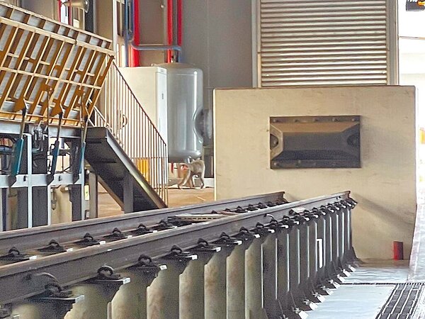 東非狒狒逃亡被捕前,有民眾目擊狒狒曾出現在台鐵富岡機廠悠哉地逛大街。(民眾提供/呂筱蟬桃園傳真)