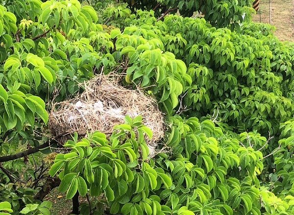 為了避免鳥類在電桿上築巢干擾配電設備造成停電事故,台電每年都派出員工在轄區內加強線路巡視。圖/台電北西區營業處提供
