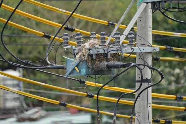 為了避免鳥類在電桿上築巢干擾配電設備造成停電事故，台電每年都派出員工在轄區內加強線路巡視。圖／台電北西區營業處提供