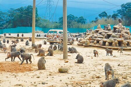 六福村動物園內的東非狒狒。(邱立雅攝)