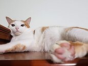 「毛小孩」清明不回家　寄宿要選合法的！