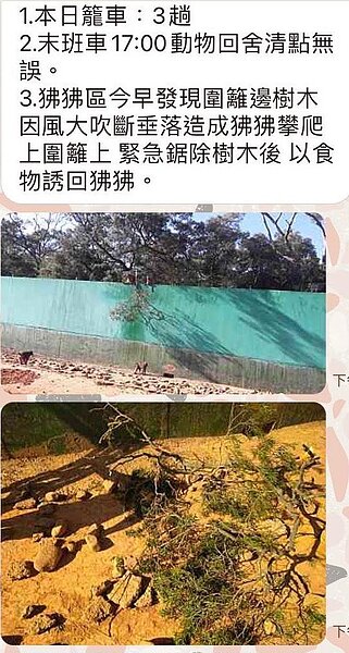 員工還出示相關照片，裡面寫到「狒狒區今早發現圍籬邊樹木因風大垂落，造成狒狒攀爬道圍籬上，緊急鋸除樹木後，以食物誘回狒狒。」圖／讀者提供