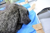 預防野生動物脫逃　林務局擬修法最高可重罰30萬