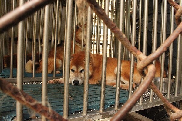 寵物繁殖業非法繁殖時有所聞。圖/台灣防止虐待動物協會提供