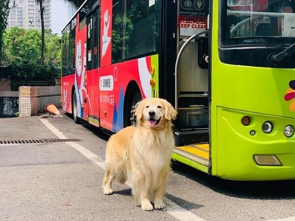 台北市4月11日起新增試辦平日友善狗狗公車。圖／北市府提供
