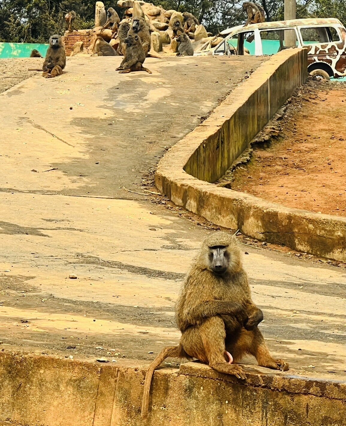 林務局今天到六福村野生動物園狒狒區進行現場勘查，要求六福村1個月內應完成防逃設施改善、教育訓練及緩衝區樹木清理，以及6個月內應全面植入晶片。記者郭政芬／攝影 