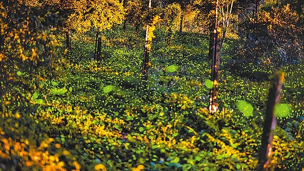 高雄市那瑪夏區螢火蟲賞螢區域,經過20多年的環境復育,撫育區塊內土壤溫潤潮溼,3月底就出現上萬隻螢火蟲,至今逾3萬隻。(那瑪夏區公所提供/林雅惠高雄傳真)