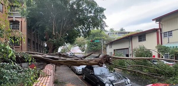 草屯國小三樓高榕樹倒塌,壓中路旁三輛轎車。圖/讀者提供