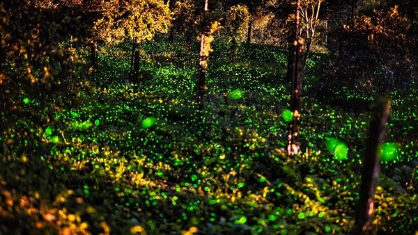 高雄那瑪夏賞螢季到來，目前以達卡努瓦步道螢火蟲族群數量最多。圖／莫里桑提供