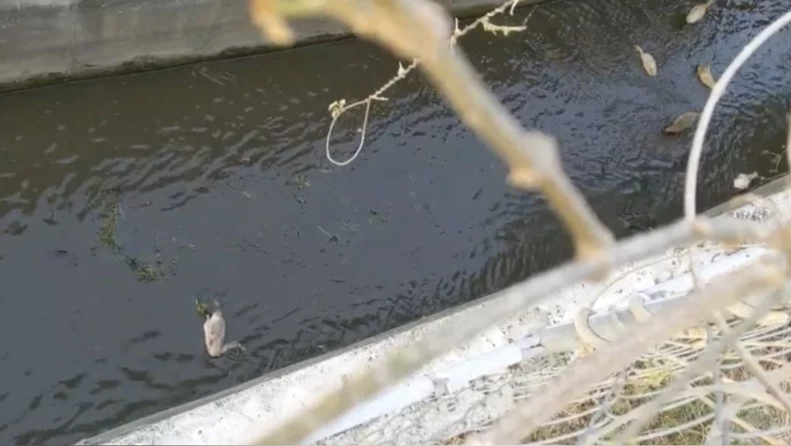 民眾拍攝到大排水溝內有幼雛菜鴨死亡。圖／民眾提供