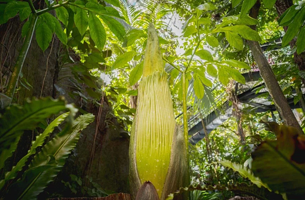 紐約植物園含苞待放的「屍花」。（取自紐約植物園網站）