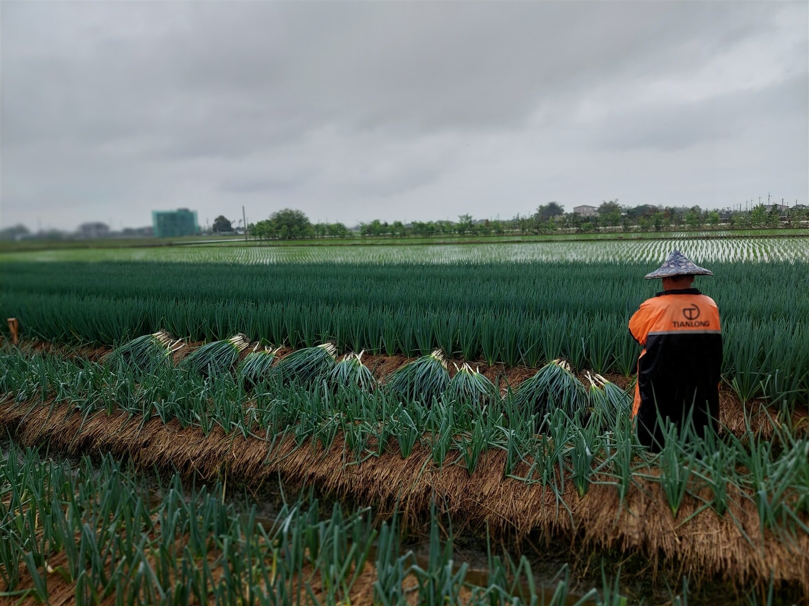 春耕將盡，第一期三星蔥開始採收，蔥農冒著大雨下田工作。記者陳敬丰／攝影 