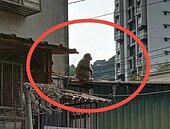 又一靈長類出沒！獼猴現蹤中和屋頂曬太陽　動保處判斷是「這原因」