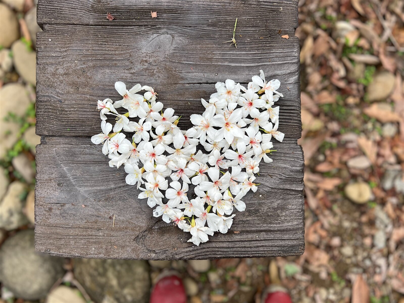 掉落地面的白色桐花最常被人排成一顆愛心,療癒又很好拍照。記者陳苡葳/攝影