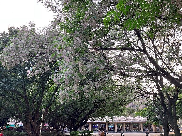 中和4號公園十數棵苦楝種植於公園內一處小土丘旁，樹型優美。圖／新北市政府提供