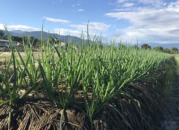 農委會農糧署說,種植面積略為下滑,產量也減少,也可能是因為種苗關係,農糧署已經推動健康種苗繁殖計畫,注意價格與管理問題。圖/中時資料照片