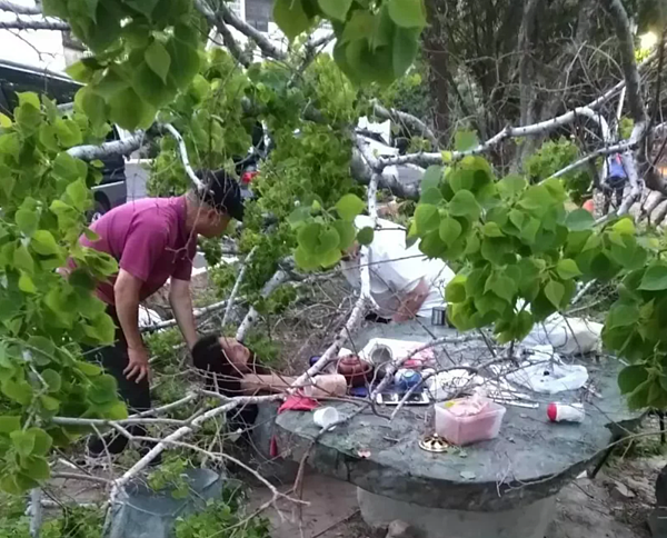 高雄市左營區自由三路的微笑公園昨晚路樹倒塌，一名婦人被壓在樹枝下起不來，一旁民眾安撫婦人情緒，所幸送醫無大礙。記者石秀華／翻攝