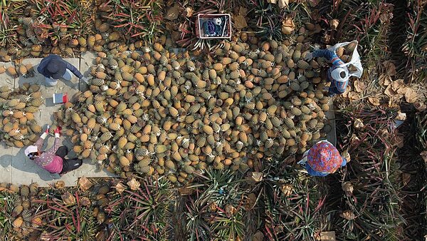 南部鳳梨盛產產銷失衡價跌 果農籲政府幫忙找出路/記者莊全成攝