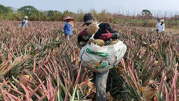 南部鳳梨盛產產銷失衡價跌 果農籲政府幫忙找出路/記者莊全成攝