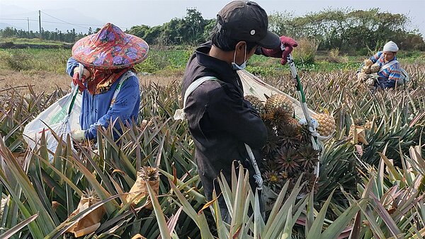 南部鳳梨盛產產銷失衡價跌 果農籲政府幫忙找出路/記者莊全成攝